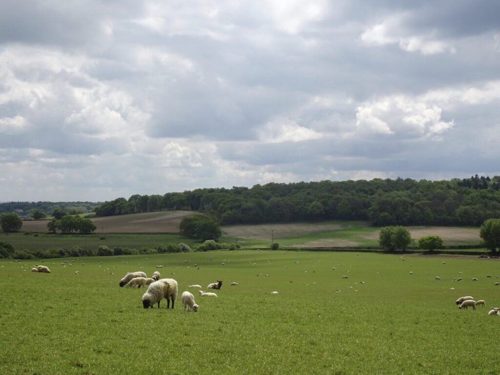 Field with sheep in rural England.